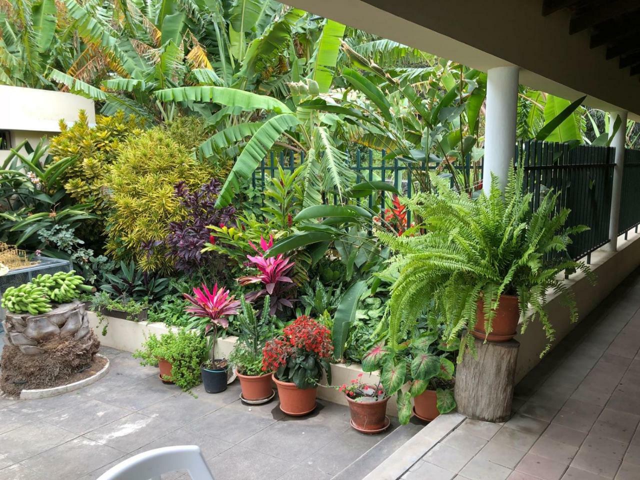 Ribeira Grande Country House Cha de Arroz 外观 照片